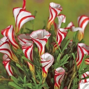 Oxalis Versicolor Flower Seeds - 100 pcs