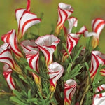 Oxalis Versicolor Flower Seeds - 100 pcs for planting in your garden.