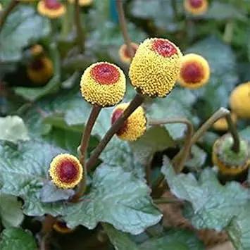 Yellow Toothache Plant Seeds for Planting - NON GMO Seeds for planting in home garden