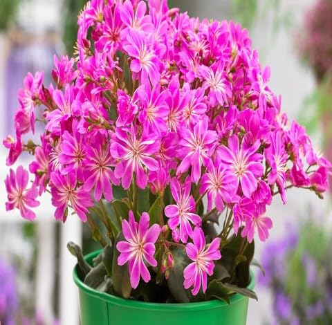 Pink Lewisia Flower - Heirloom, Non - Gmo Seeds