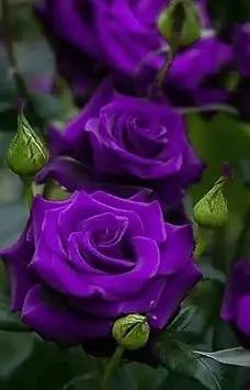 Thick Purple Rose Plant Seeds - Non-GMO Heirloom Garden Seeds for Planting Ideal for Home Gardens Dhara Seeds