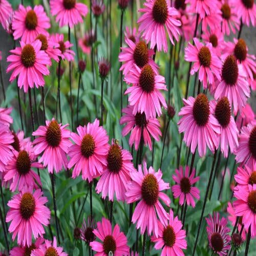 Pink Echinacea Flower