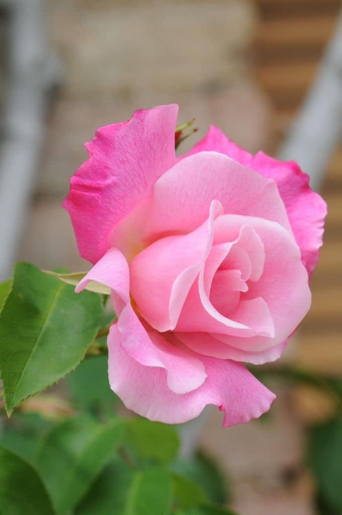 Baby Pink Dragon Rose Plant Seeds for Planting Non-GMO Heirloom Garden Seeds for Growing