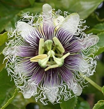 Purple & White Passionflower Seeds – Non-GMO Heirloom Seeds for Planting