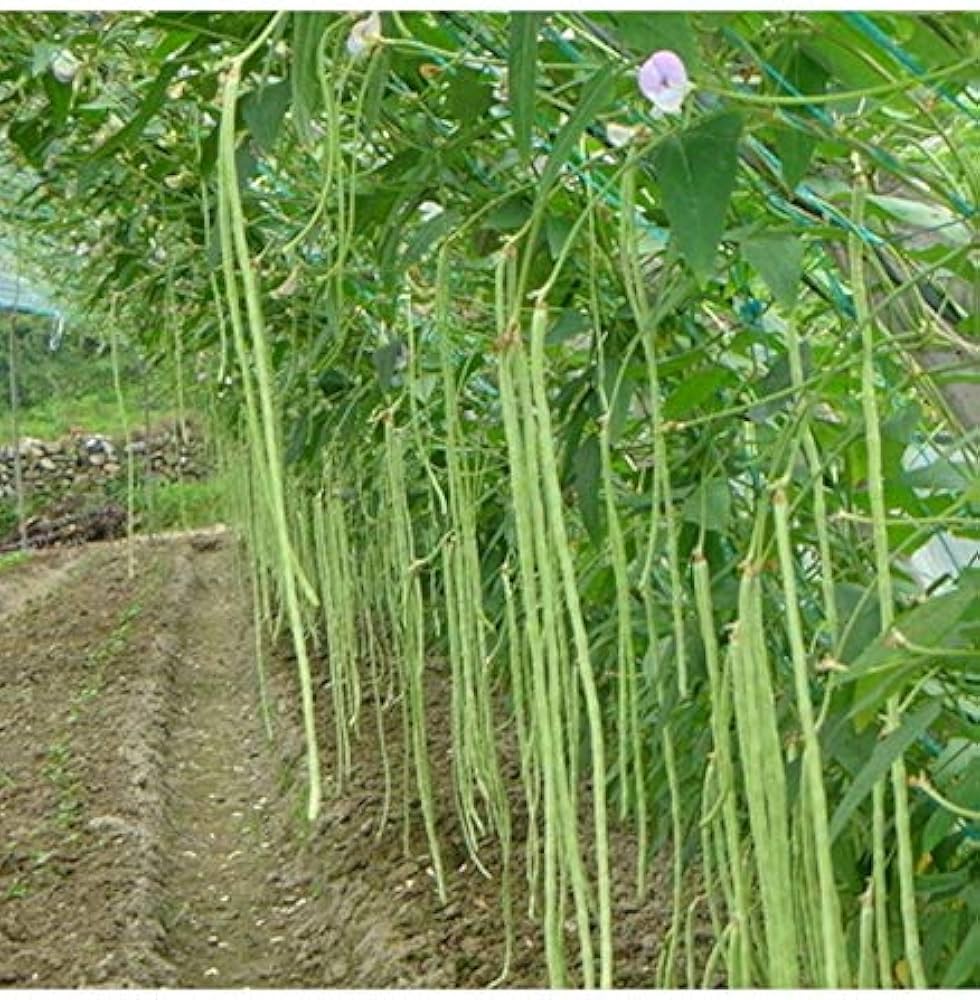 Brown Tohono O'odham Tepary Bean Heirloom Seeds,