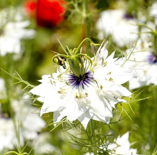 White Nigella Damascena Flower - Heirloom, Non - Gmo Seeds