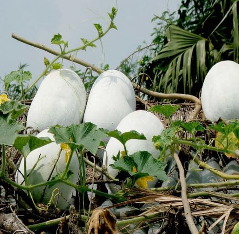 White Ashgourd - Heirloom, Non - Gmo Seeds