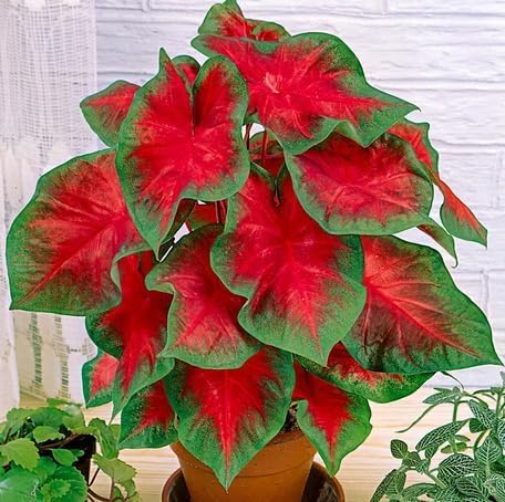 Green Red Caladium