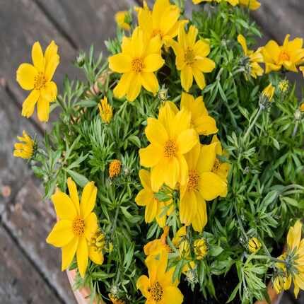 Yellow Bidens Flower