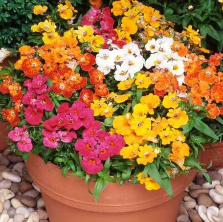 Mixed Nemesia Flower