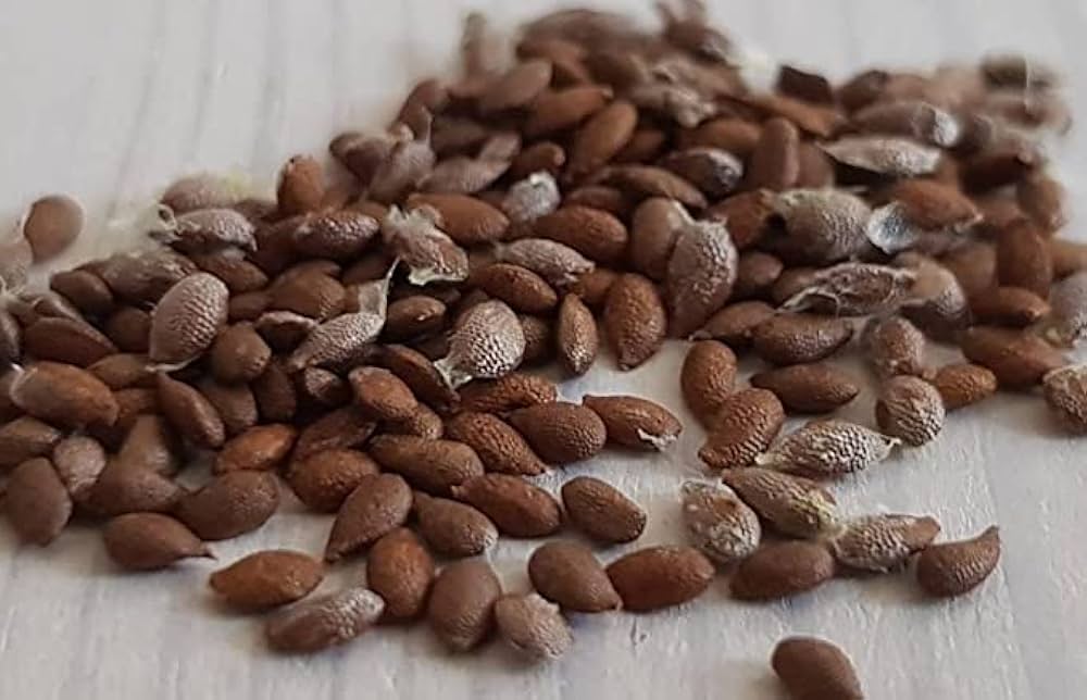 Kiwi Fruit Seeds for Planting