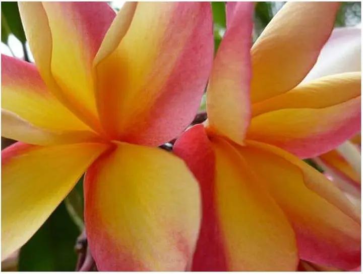 Peach Frangipani Flower Seeds for Planting - NON GMO Seeds Dhara Seeds