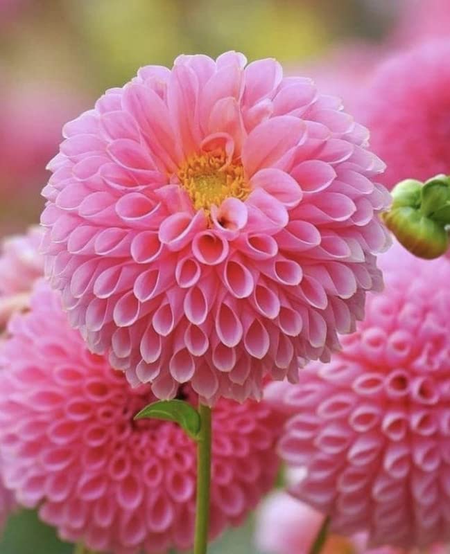Dahlia Pinnata Seeds for Planting Dahlia pinnata for flower beds and summer gardens