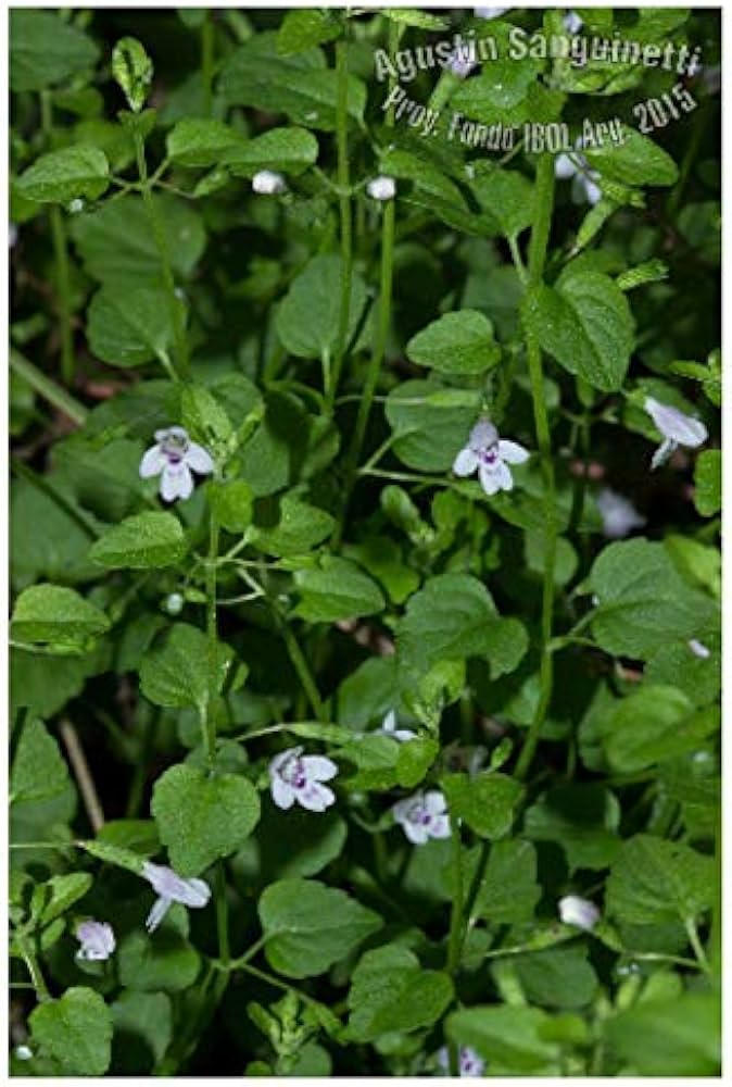 Calamint Small Plant Seeds for Planting