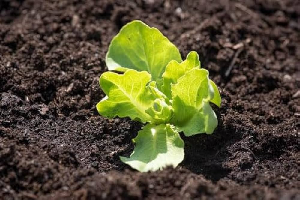 Cimarron Romaine Lettuce Seeds Lactuca sativa for Planting in Bulk Garden Beds