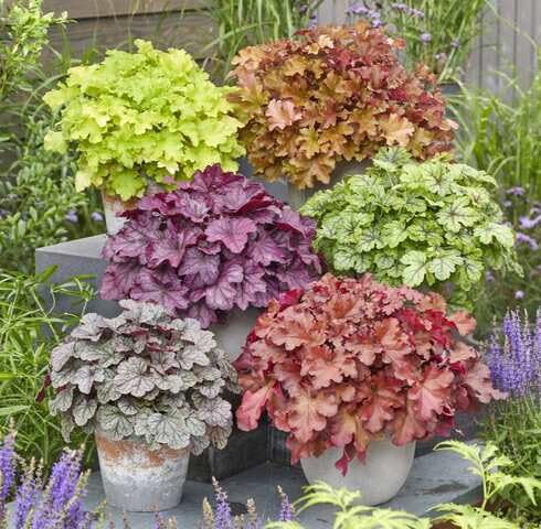Mixed Heuchera - Heirloom, Non - Gmo Seeds