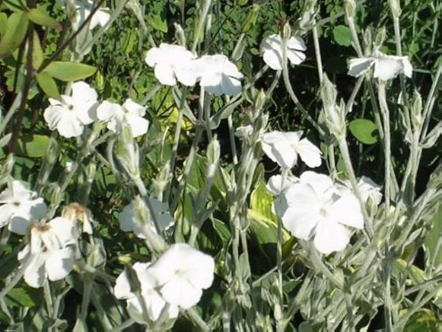 Alba Lychnis Coronaria Flower Seeds for Planting