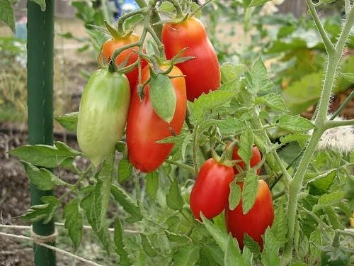 Marzano Tomato Solanum lycopersicum Seeds for Planting in Vegetable Patch and Urban Garden