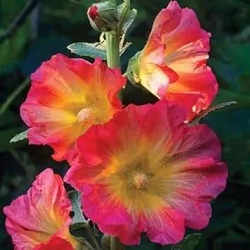 Mixed Hollyhock Flower Planting Seeds for Garden NON GMO Seeds Dhara Seeds
