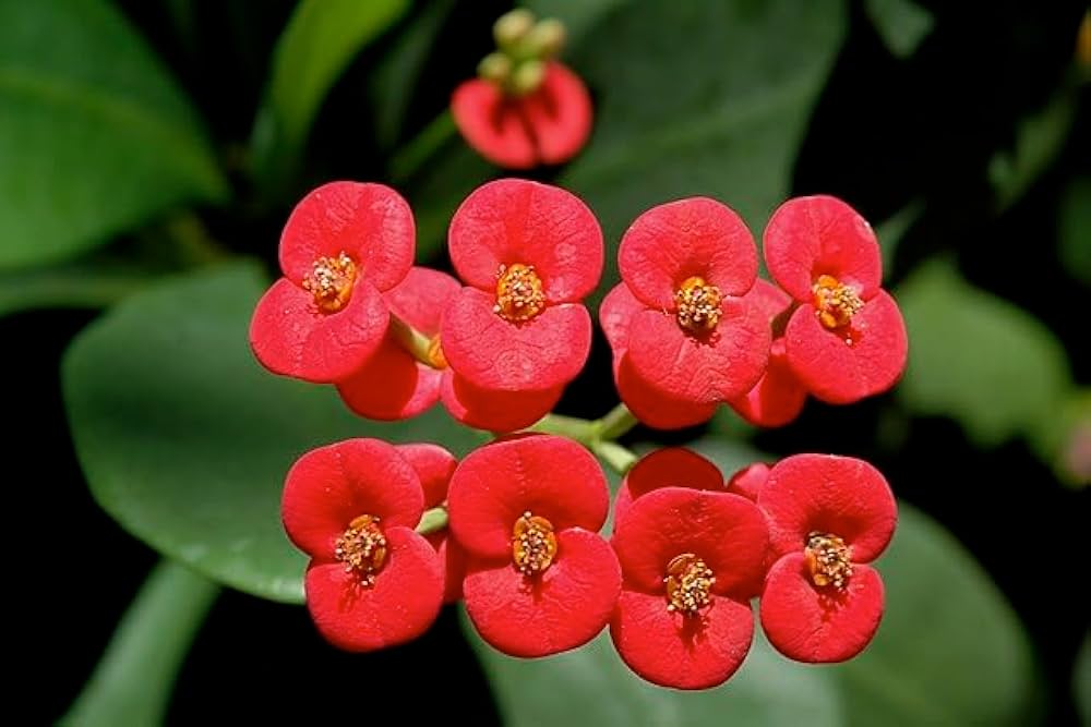 Heirloom Deep Red Euphorbia Milii Flower Seeds for Planting, Non-GMO for planting in your garden.