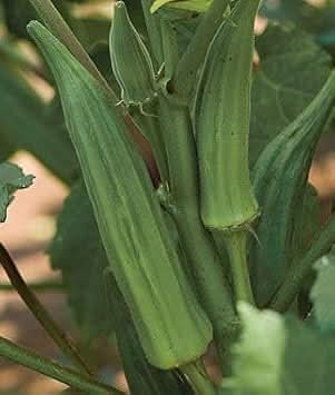 Lady's Finger Seeds for Planting