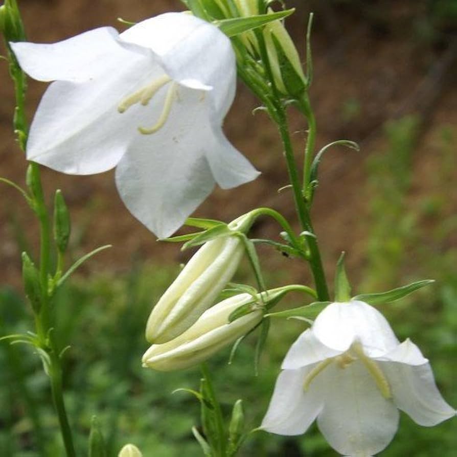 Bellflower Campanula Carpatica White Flower Seeds for Planting