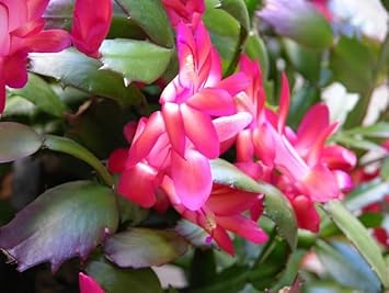 White Pink Zygocactus Flower Seeds for Planting - 100