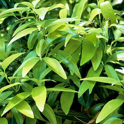 Green Cinnamon - Heirloom, Non - Gmo Seeds