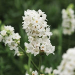 Non-GMO White Provence Lavender Flower Seeds for Planting – Garden Blooms seeds for planting in home garden