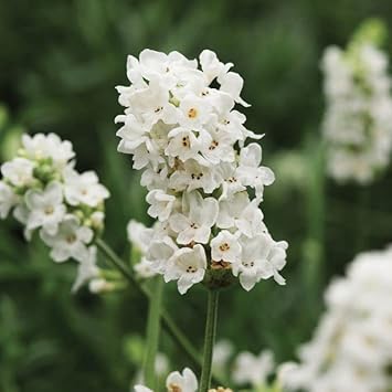 Non-GMO White Provence Lavender Flower Seeds for Planting – Garden Blooms seeds for planting in home garden