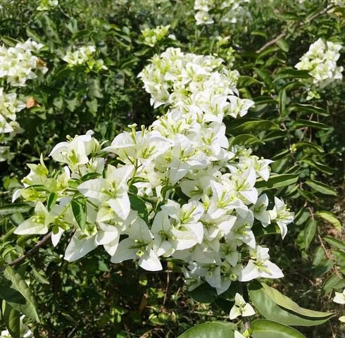 White Bougainvillea Flower - Heirloom, Non - Gmo Seeds