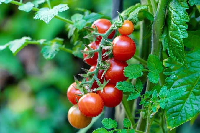 Cherry Tomato Seeds for Planting Solanum Lycopersicum balcony garden kitchen patch