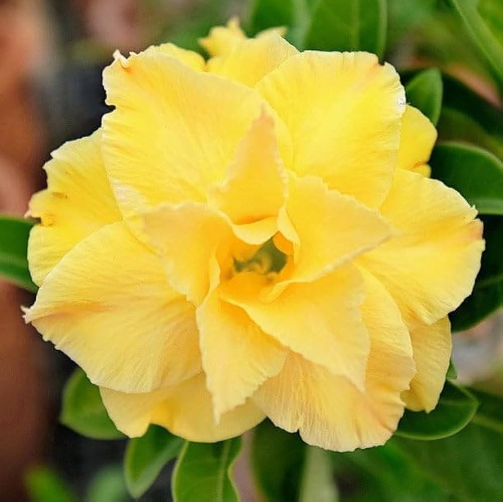 Adenium Obsum Desert Rose Jaune Double Sunrise pcs