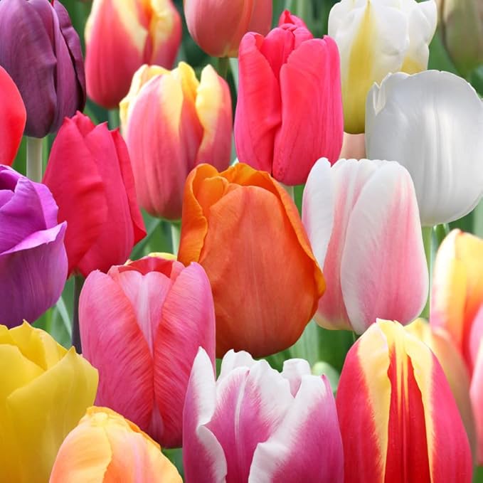 Tulip Bulbs - Landscaper Mix