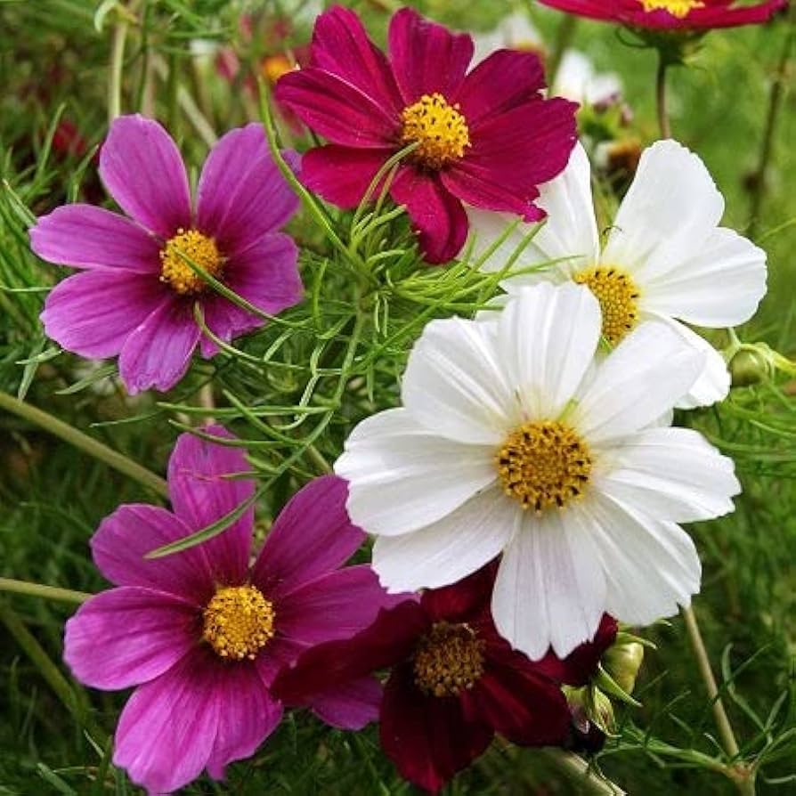 Cosmos Versailles Series Mix Seeds for Stunning Garden Flowers