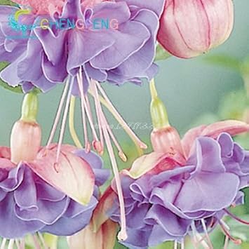 Purple Fuchsia Flower Heirloom Non Gmo Image