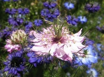 Pink Nigella Damascena Flower Seeds - 100 pcs for planting in your garden.