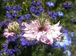 Pink Nigella Damascena Flower Seeds - 100 pcs for planting in your garden.