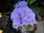 Floss Flower Seeds for Planting - NON GMO Seeds Dhara Seeds