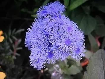 Floss Flower Seeds for Planting - NON GMO Seeds Dhara Seeds