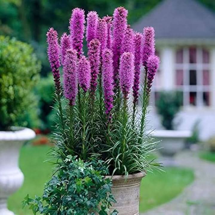 Dense Blazing Violet Star Flowering Seeds for Planting – Tall Pollinator-Friendly Garden Blooms