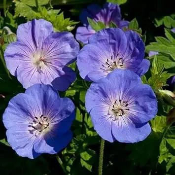 Rozanne Flower Seeds for Garden Planting - NON GMO Seeds Dhara Seeds