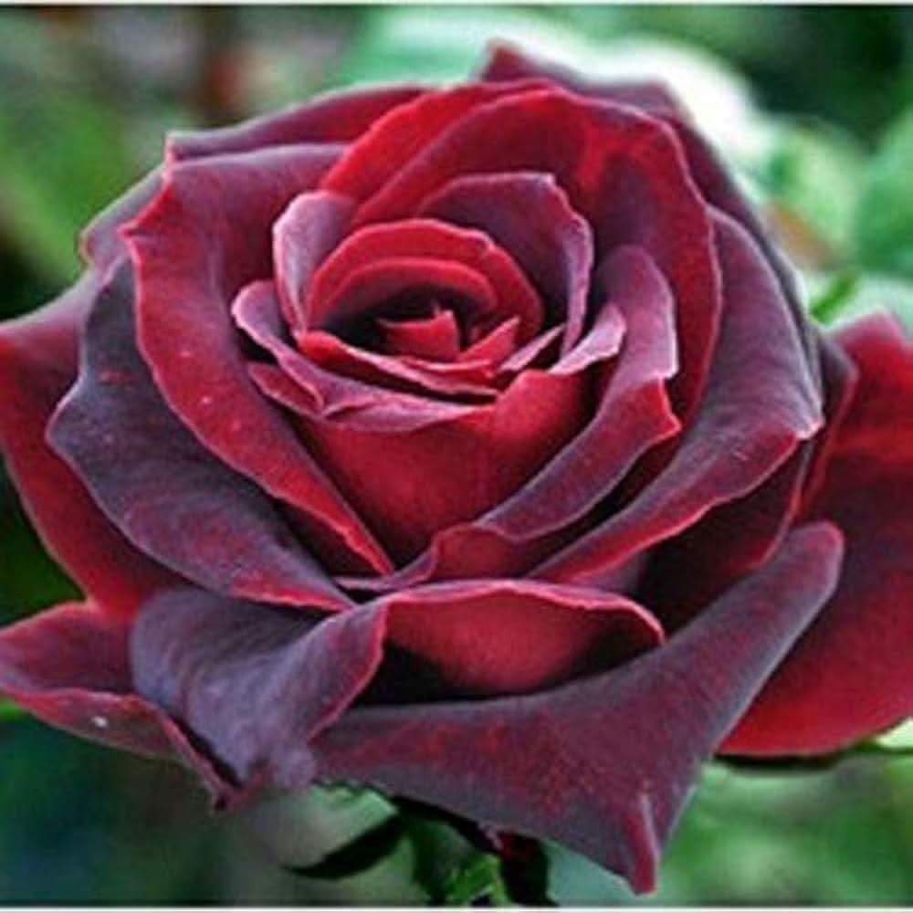 Rare roses grown from garden and bonsai seeds with elegant blooms in unique shades