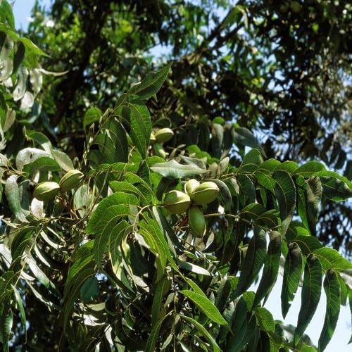 Green Pecan Tree - Heirloom, Non - Gmo Seeds