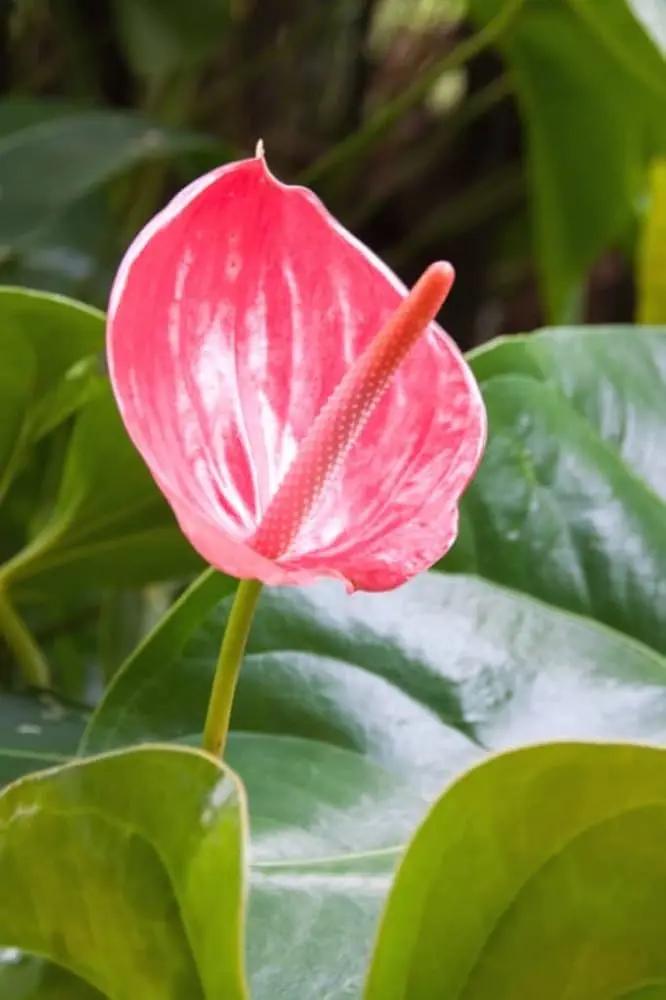 Heirloom Non-GMO Anthurium Andraeanum Flower Seeds for Planting – Pink Tropical Blooms for planting in home garden