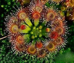 Green Hardy Sundew Plant Seeds for Planting - NON GMO Seeds Dhara Seeds