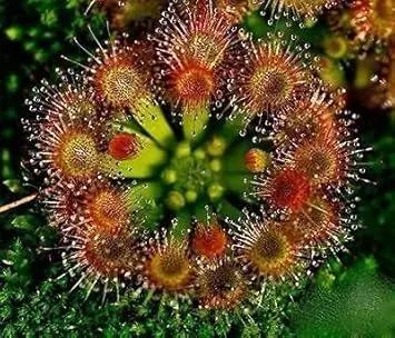 Green Hardy Sundew Plant Seeds for Planting - NON GMO Seeds Dhara Seeds