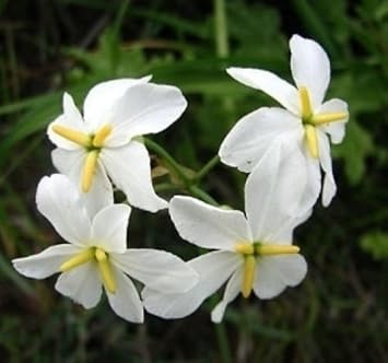 White Leucocoryne Flower Seeds for Planting, 100 seeds for planting in home garden