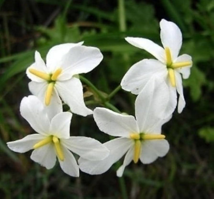 White Leucocoryne Flower Seeds for Planting, 100