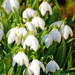 White Galanthus Nivalis Flower Seeds for Planting - NON GMO Seeds Dhara Seeds
